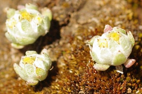 Flannel Cudweed