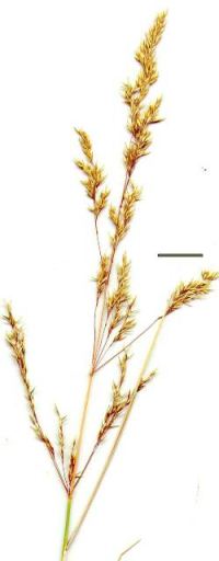 agrostis