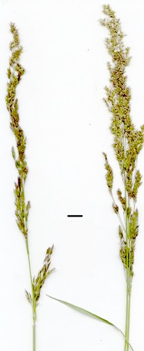 agrostis