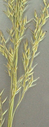 agrostis