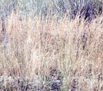 agrostis