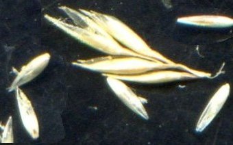 agrostis