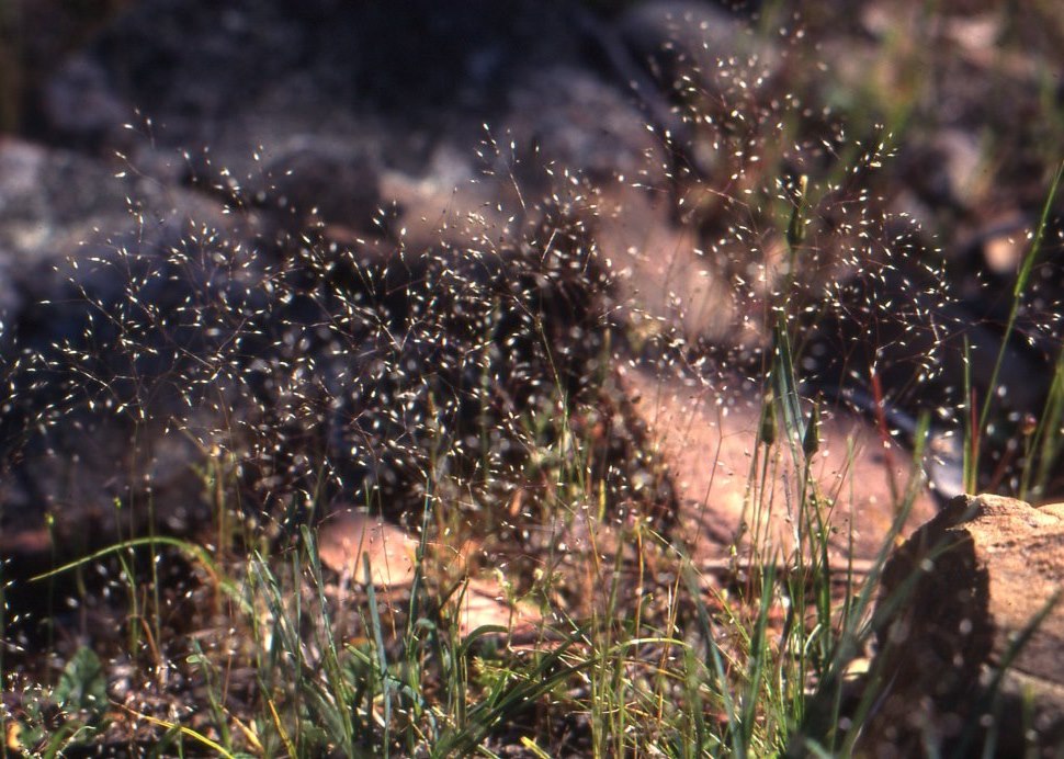 delicate hair-grass