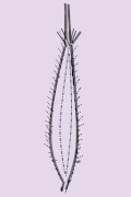 Espartillo
