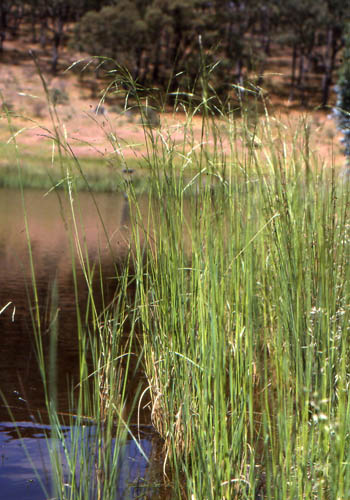 swamp wallaby=grass