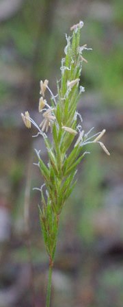 vernal grass