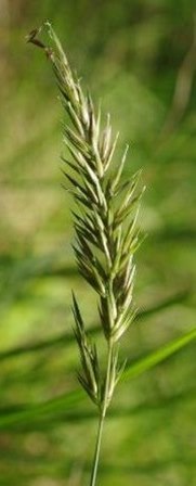 vernal grass