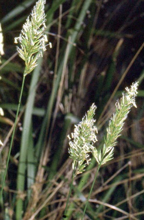vernal grass