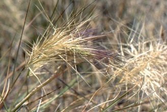 brush wire-grass