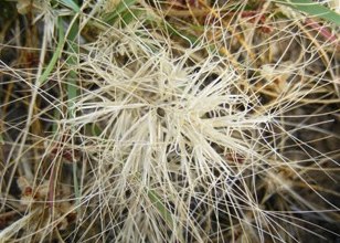 brush wire-grass