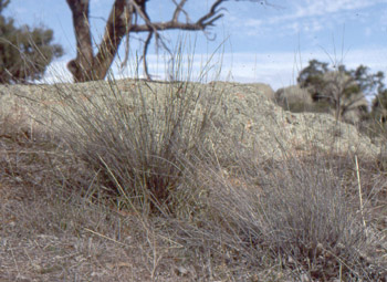 brush wire-grass