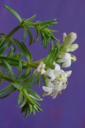 galium