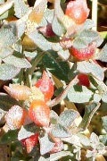 saltbush