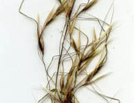 kneed spear-grass