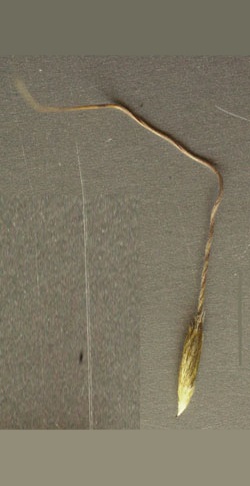 kneed spear-grass