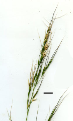 crested spear-grass