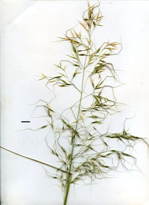 crested spear-grass