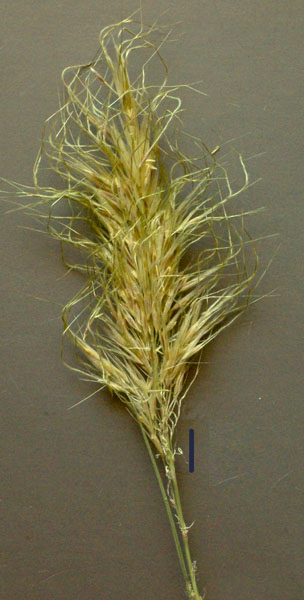 foxtail spear-grass