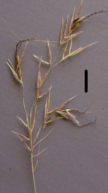 spear-grass