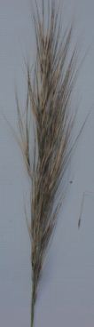 supple spear-grass