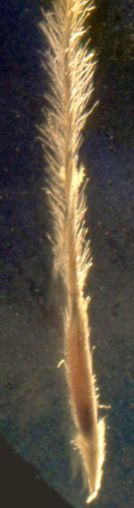 supple spear-grass