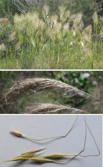 supple spear-grass