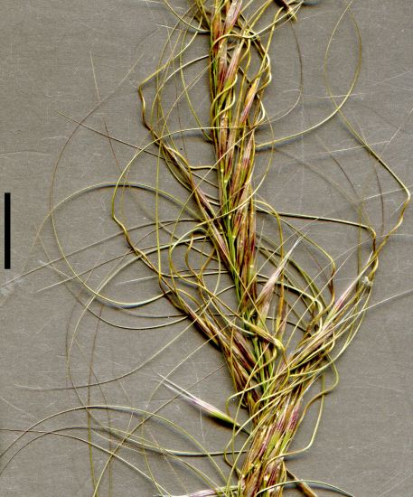 spear-grass