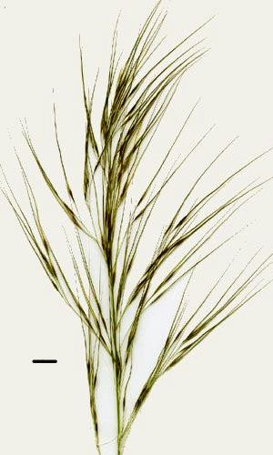 spear-grass