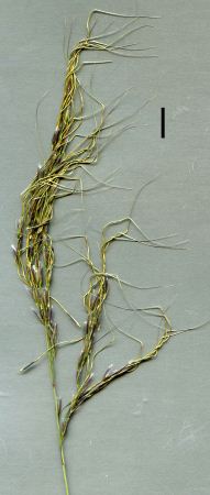 spear-grass