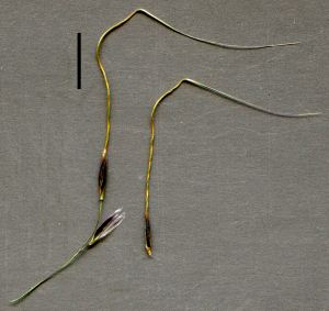 spear-grass