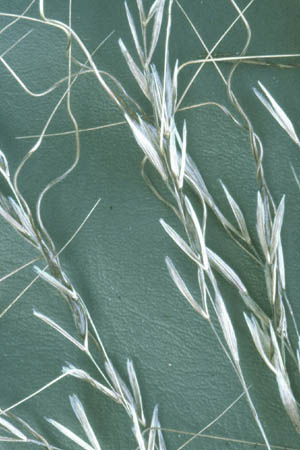 spear-grass