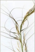 spear-grass