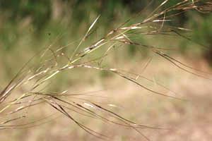 spear-grass