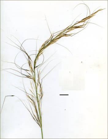 spear-grass