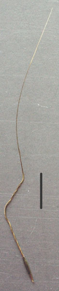 fibrous spear-grass