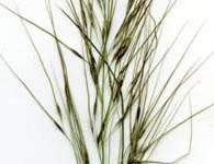 fibrous spear-grass