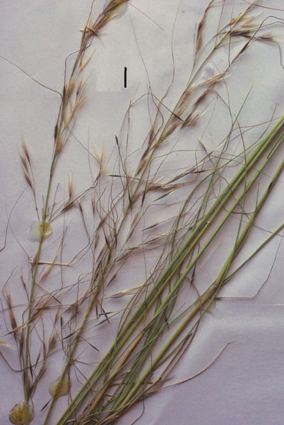 fibrous spear-grass