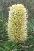 banksia