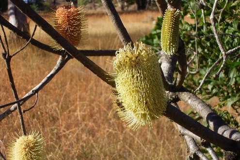 banksia