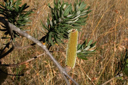 banksia