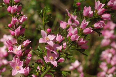 boronia