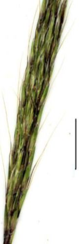 redleg grass