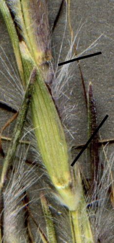 redleg grass