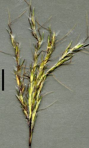 redleg grass