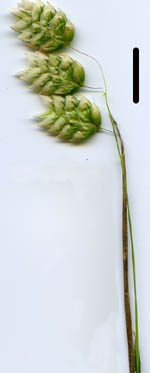 shell grass