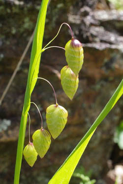 shell grass