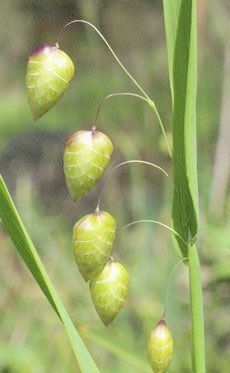 shell grass