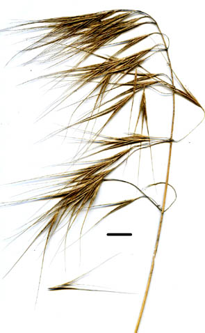 great brome