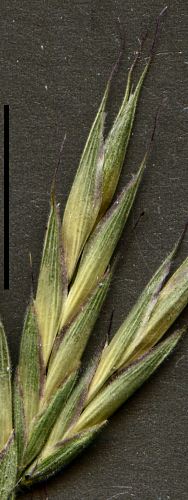 chilean brome