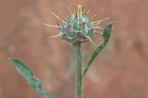 thistle